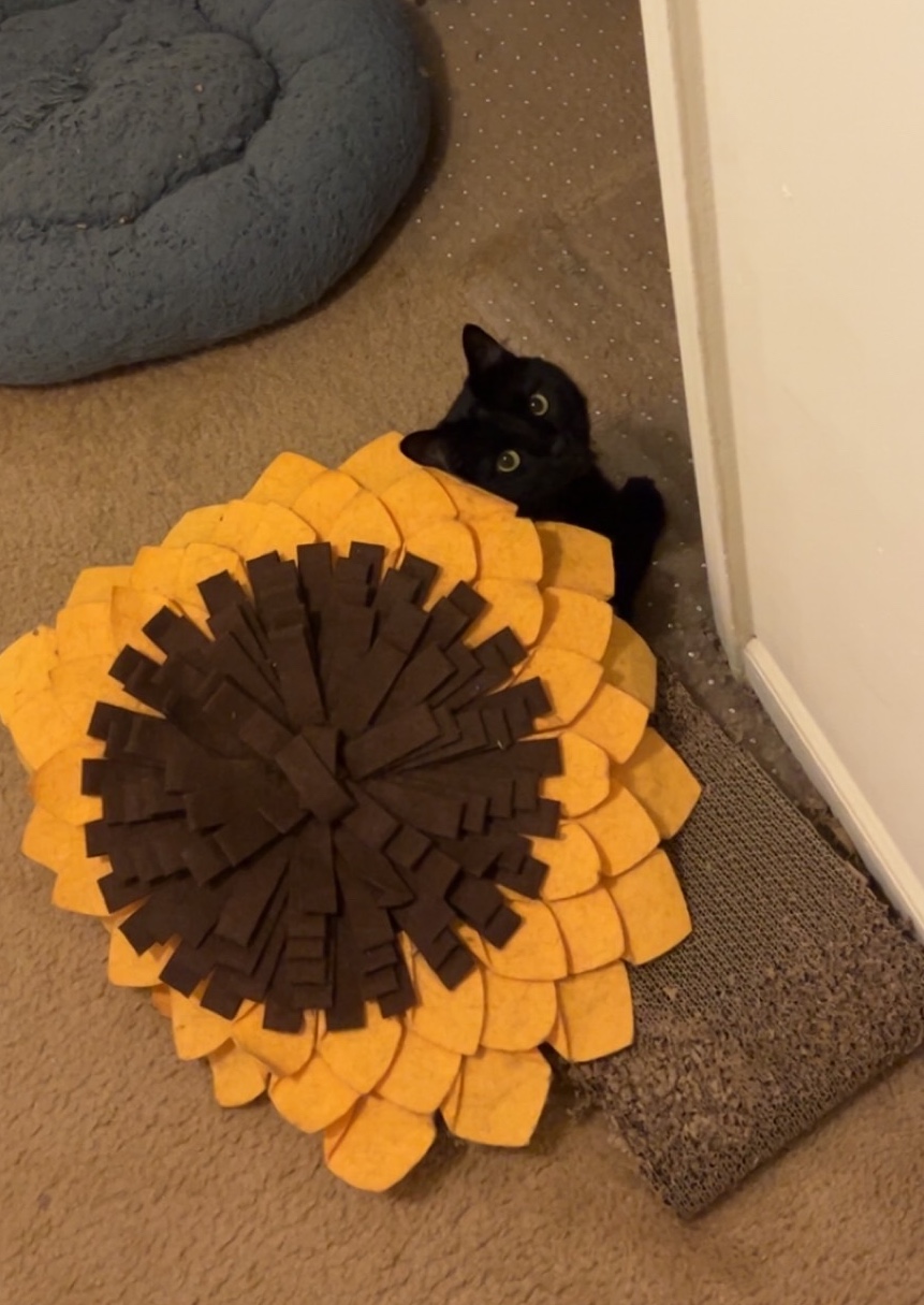 Kitty Kitty