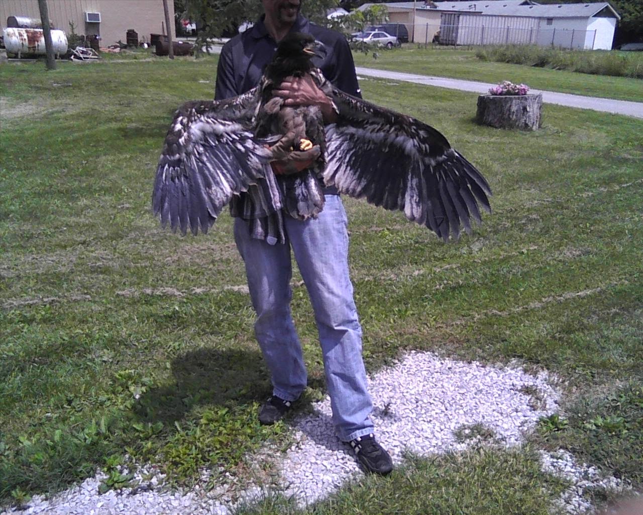 My contribution saving a bald eagle