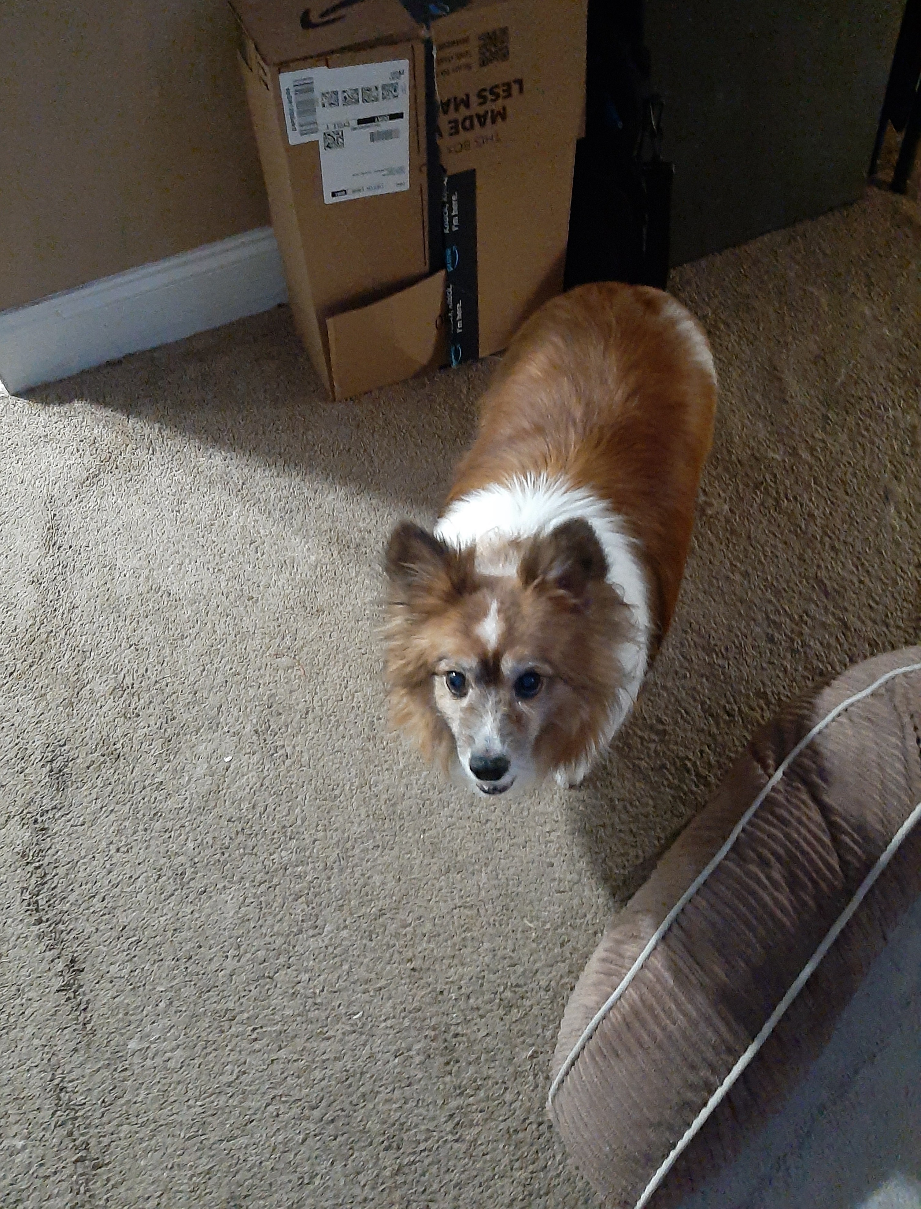 Zoe my sheltie