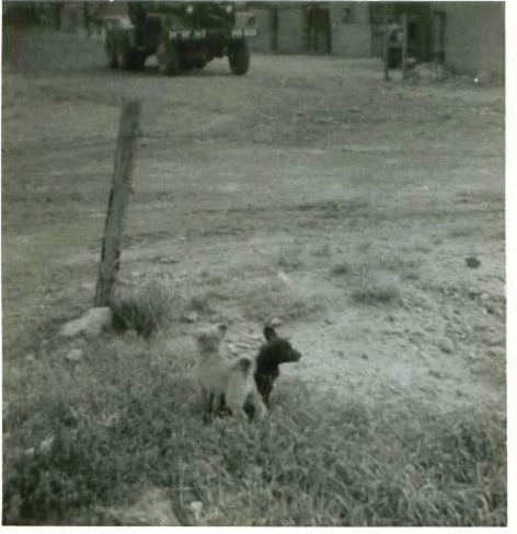 O.J. & sister spoonful as pups playing