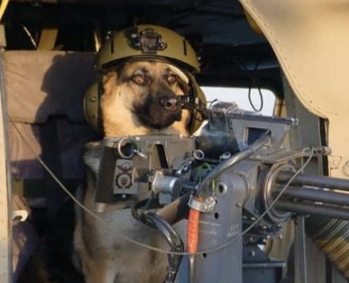 Dog wiff gun