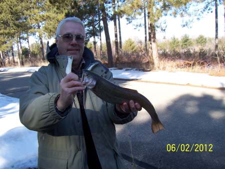 17 1/2 Brown Trout