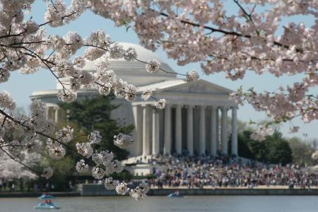 Cherry blossoms & Jefferson Memorial