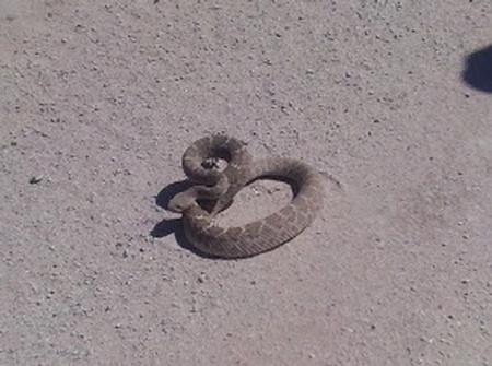 Arizona Buzz Worm