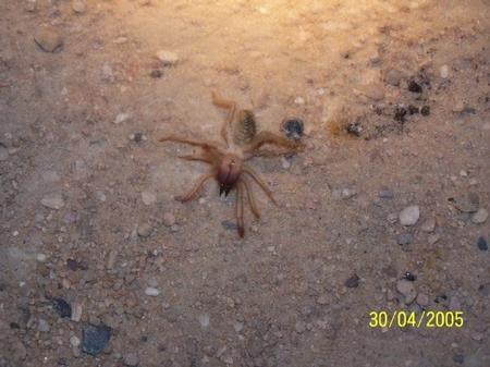 Camel Spider