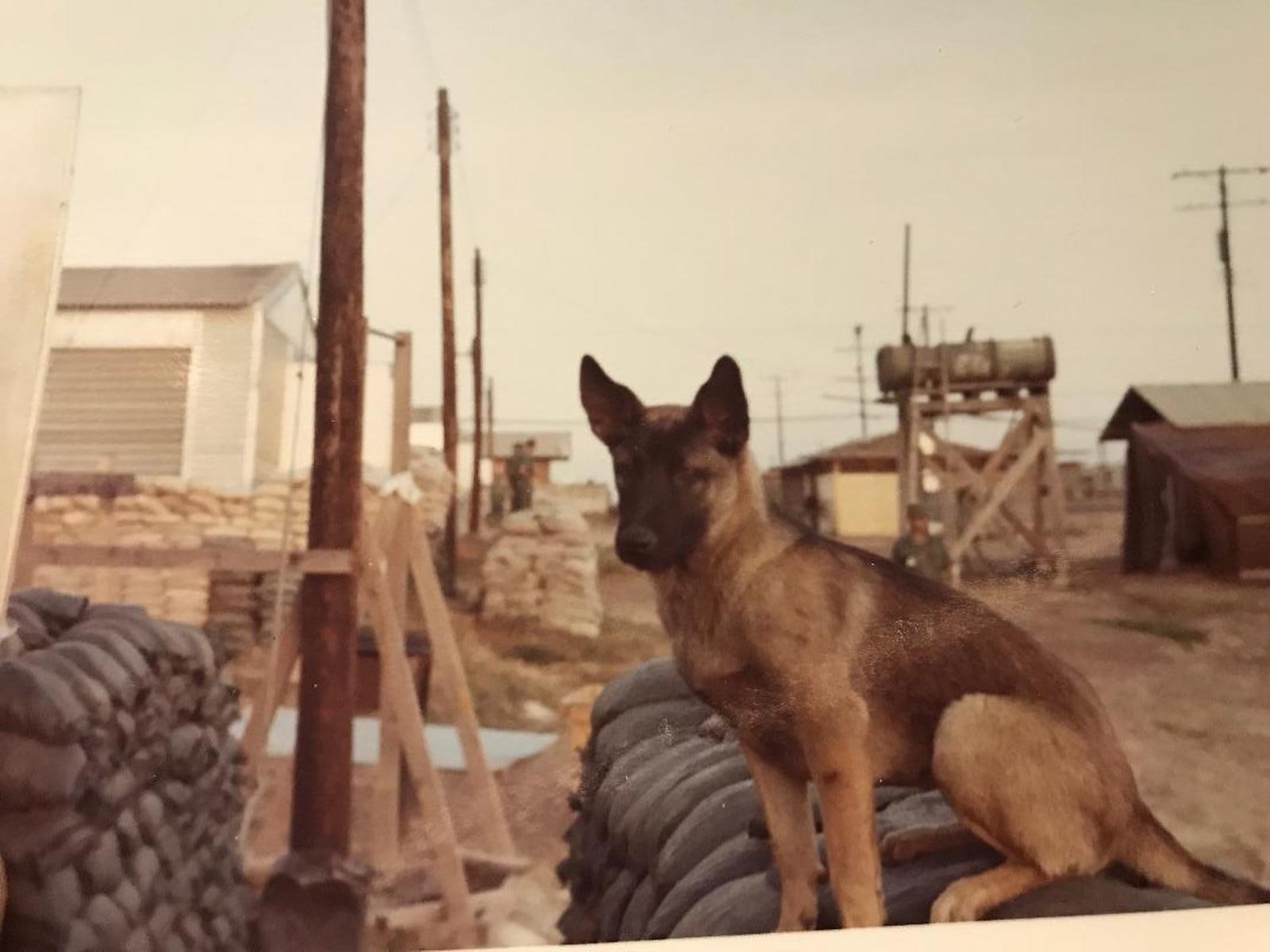 219th_Mascot_Dog