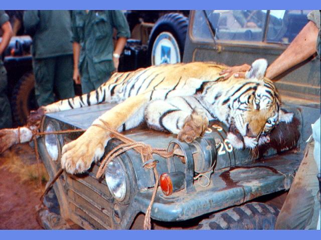 All My 3 Dogs Are This Spoiled