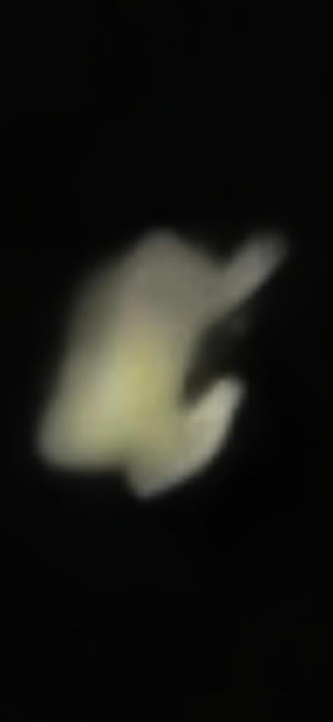 OPERATION. R.E. D. SEA.