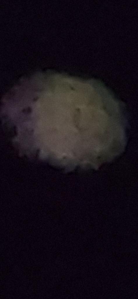 OPERATION. R.E. D. SEA.