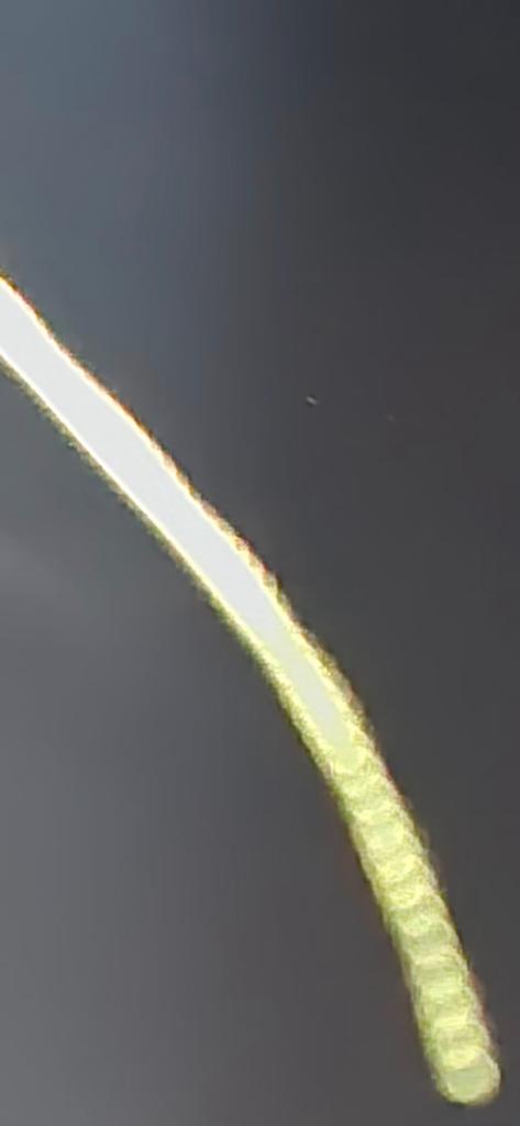 OPERATION. R.E. D. SEA.