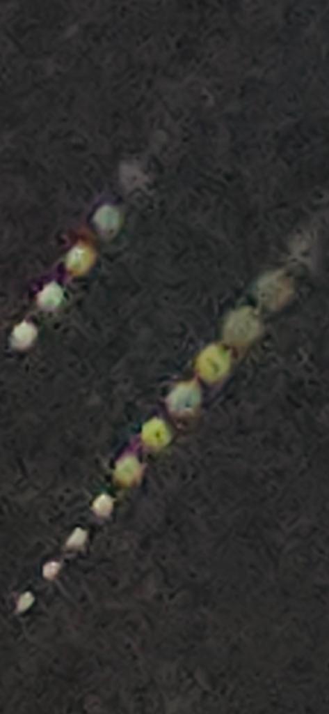 OPERATION. R.E. D. SEA.