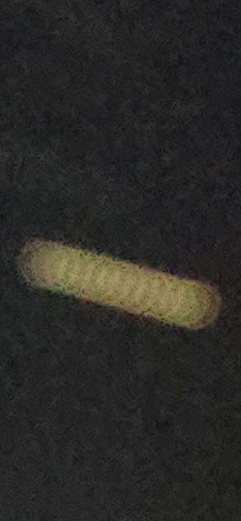 OPERATION. R.E. D. SEA.