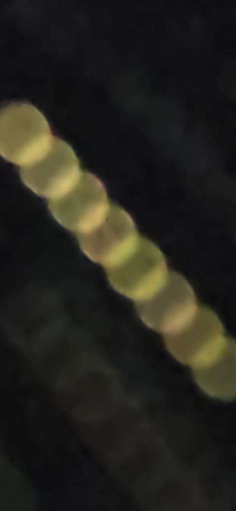 OPERATION. R.E. D. SEA.